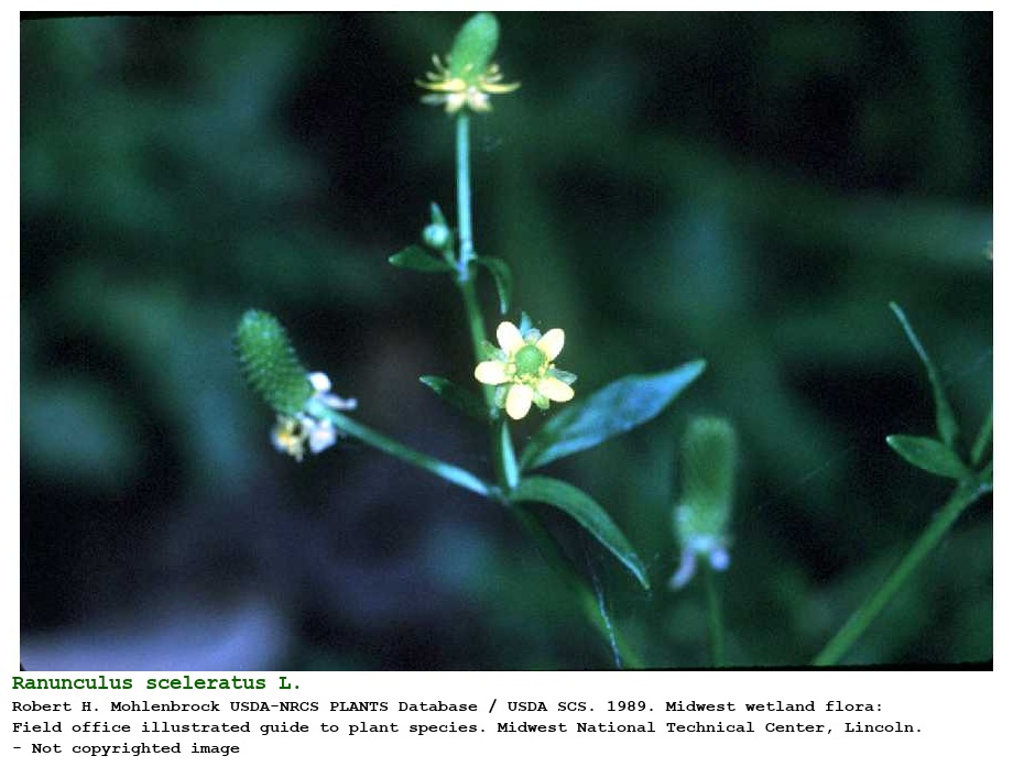 Ranunculus sceleratus L.